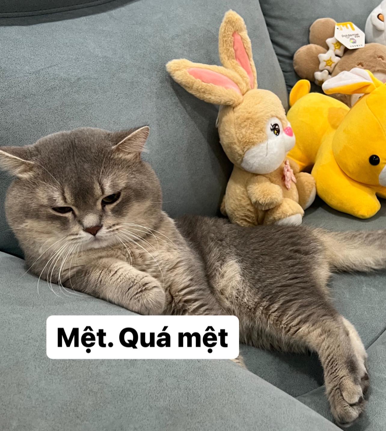 chiec meo ten soi 1