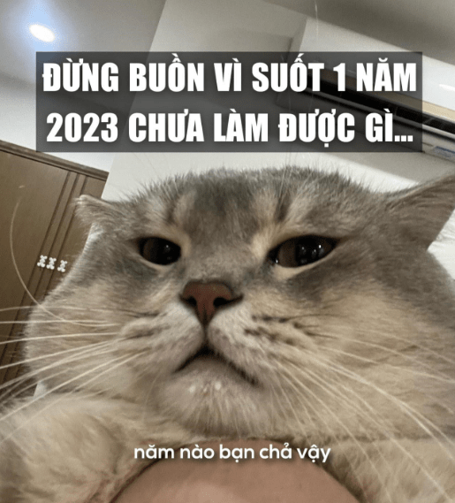 chiec meo ten soi 1