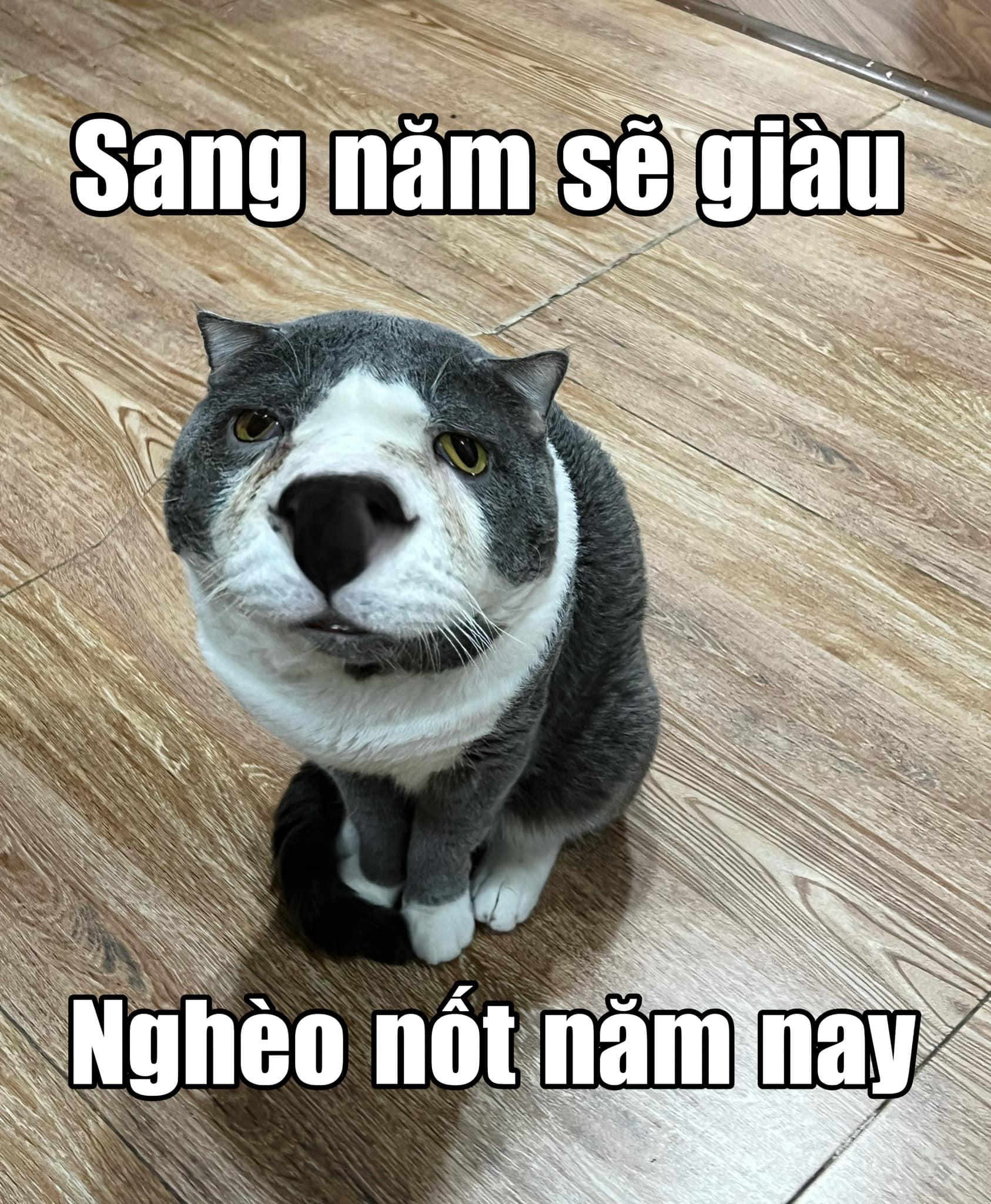 chiec meo ten soi 2