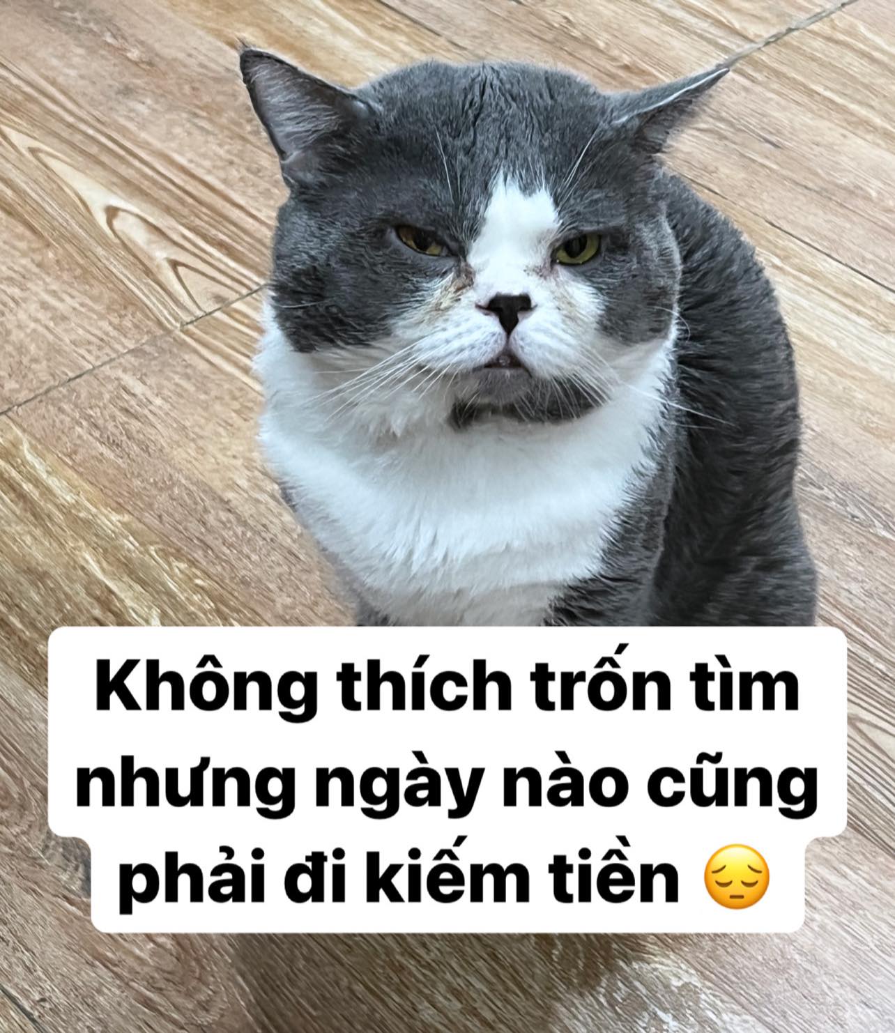 chiec meo ten soi 3