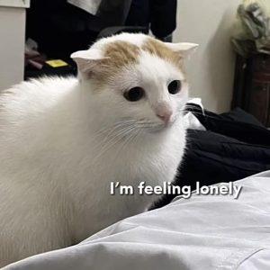 Điểm danh những chú mèo meme nổi nhất mạng xã hội
