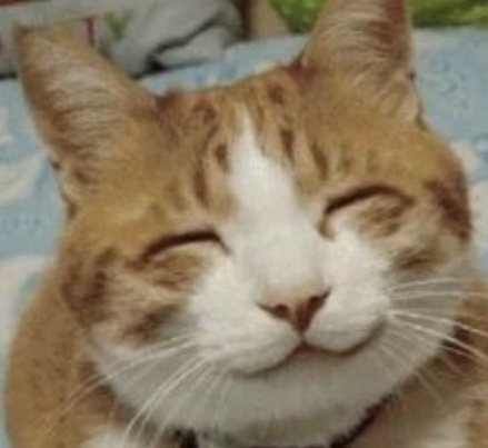 Meme mèo cười