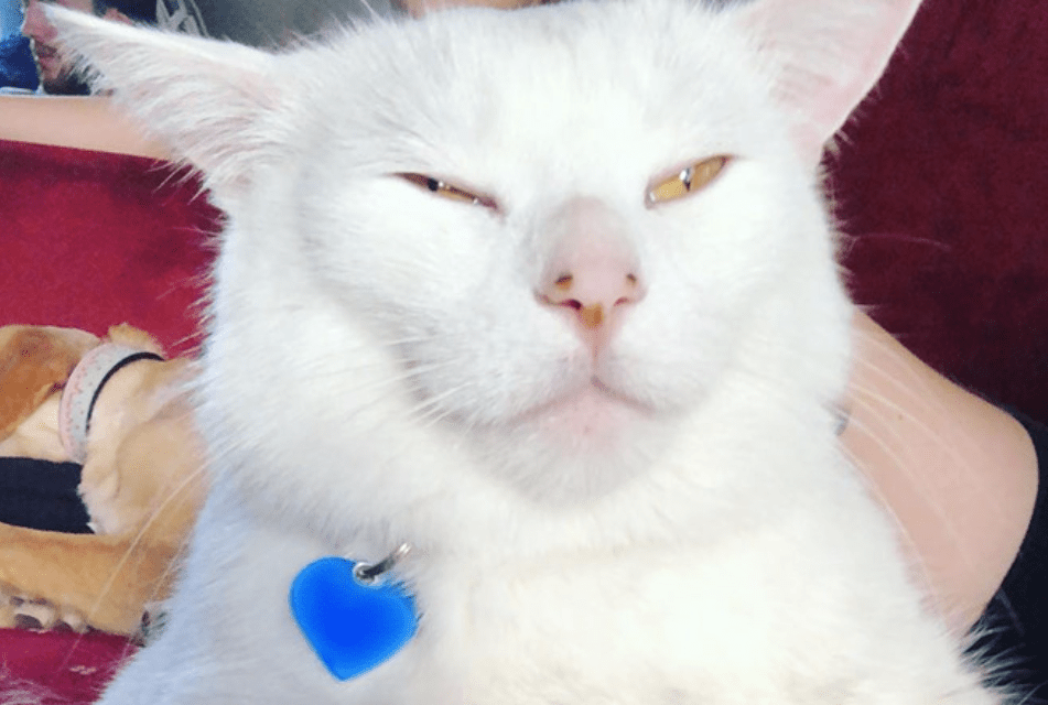 meo Smudge 4