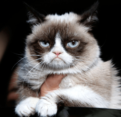 meo grumpy 2