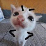 meodoi
