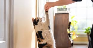 huấn luyện mèo bắt tay