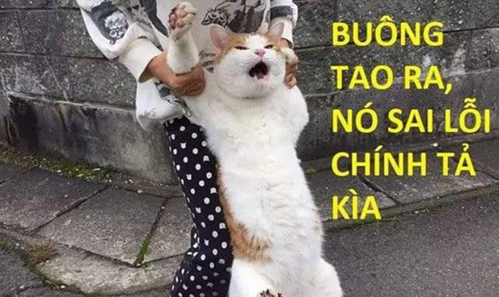 Cảnh sát chính tả là gì? Tổng hợp meme cảnh sát chính tả