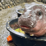 Tong hop meme kho do hai huoc cua Moo Deng