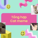 tổng hợp cat meme hot