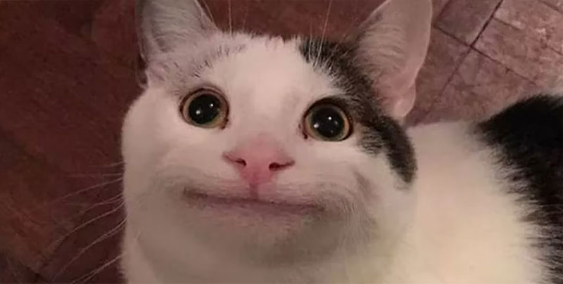cat meme la gi