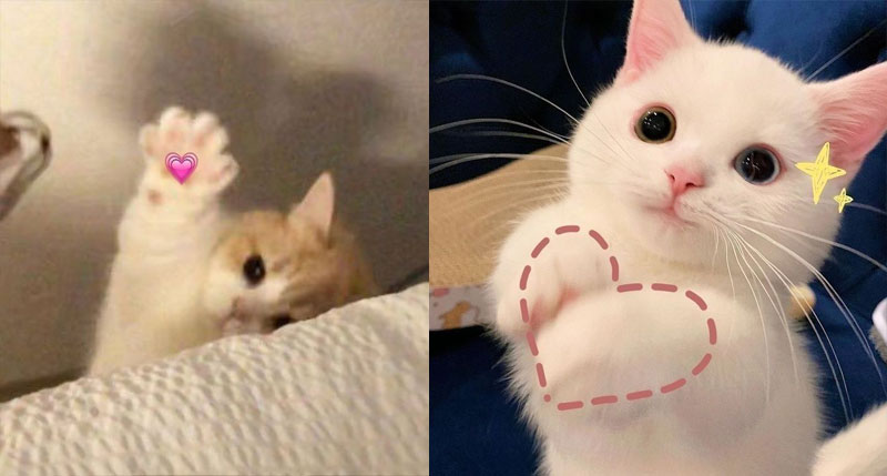 anh cat meme de thuong