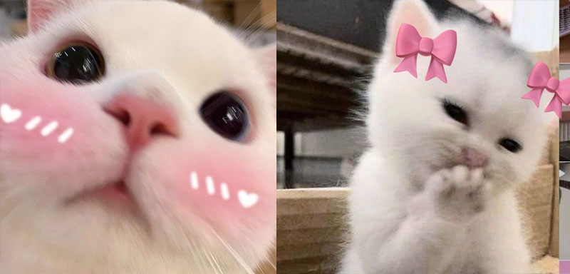 anh cat meme de thuong