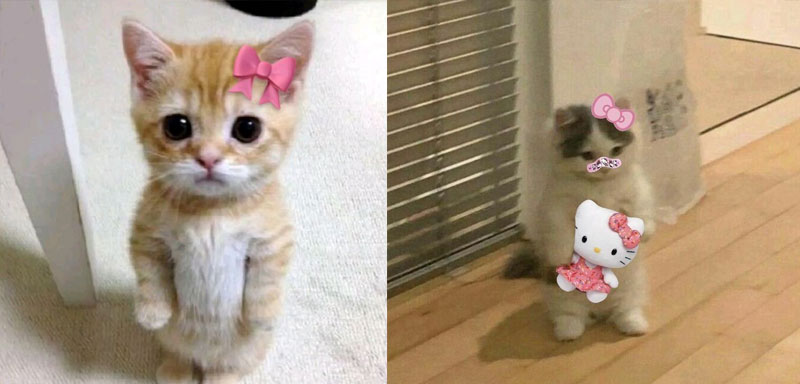 anh cat meme de thuong