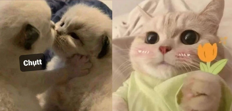 anh cat meme de thuong