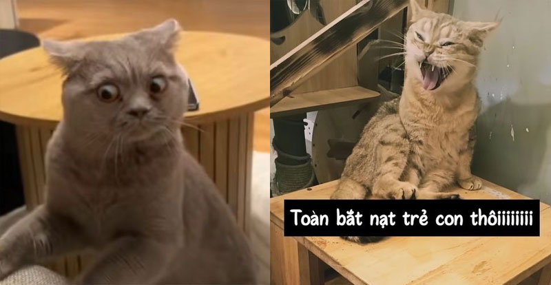 meme meo bieu cam hai huoc
