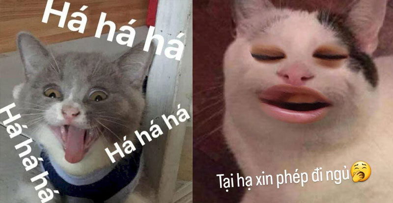meme meo bieu cam hai huoc
