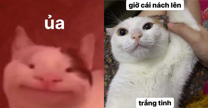 meme meo sang tao