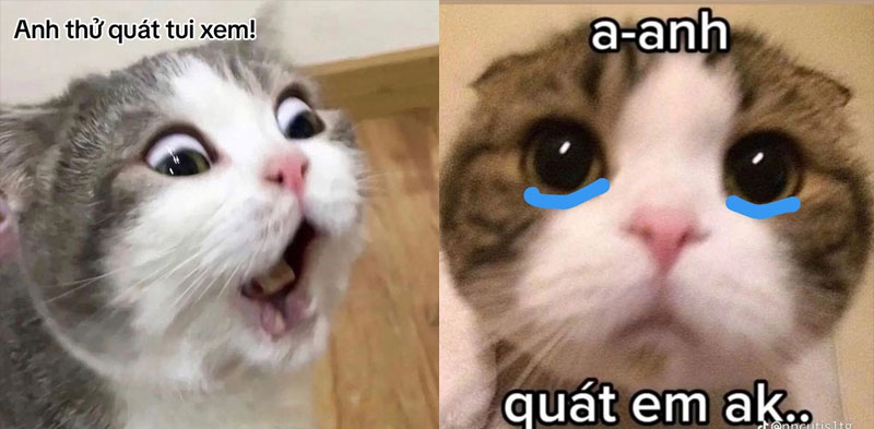 meme meo sang tao