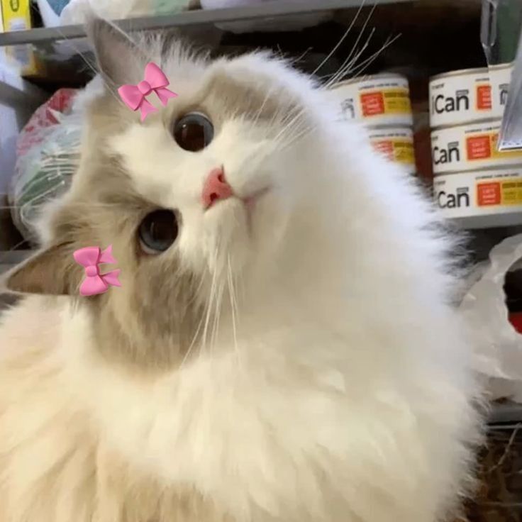 cat đáng yêu