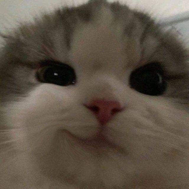 cat meme cười khẩy