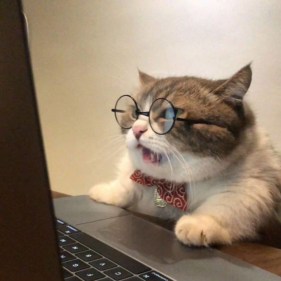 cat meme học bài