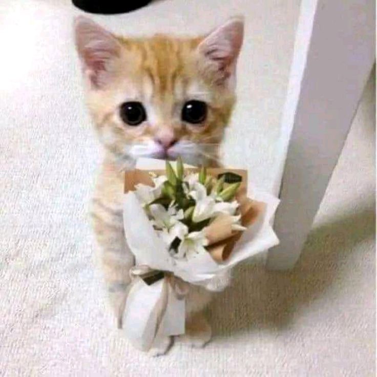 cat meme tặng hoa