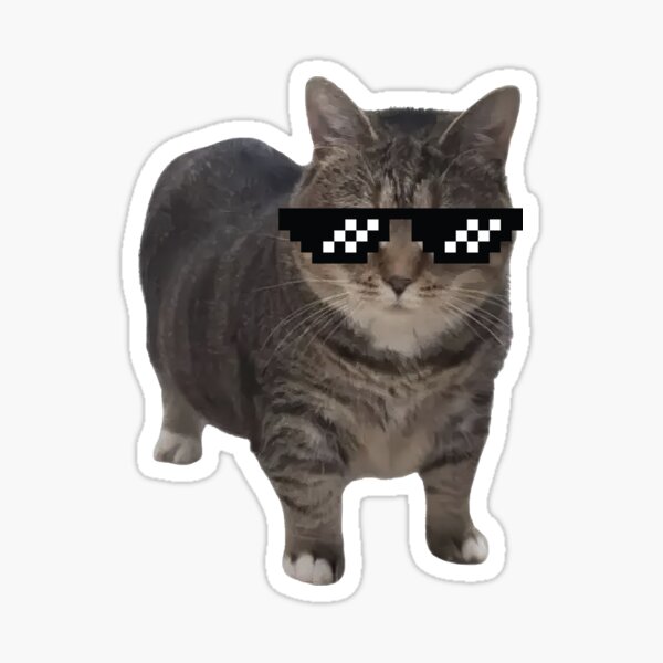 u i a cat đeo kính