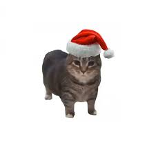 u i a cat đội mũ