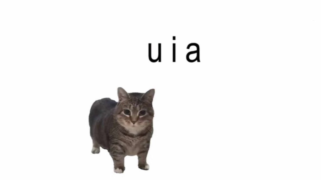 u i a cat meme